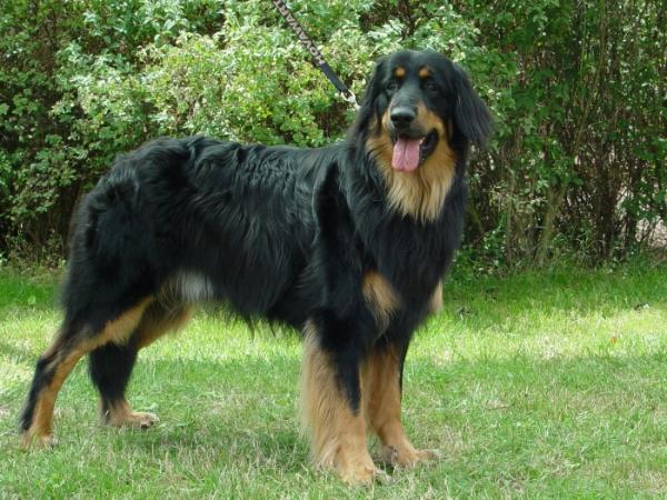 Chester Barte Prim