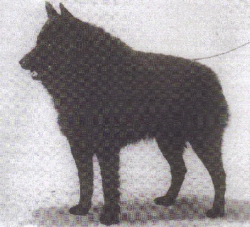 Loupio De Parc De L'Hay