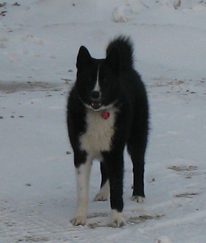 Runningbeardogs Ponsse