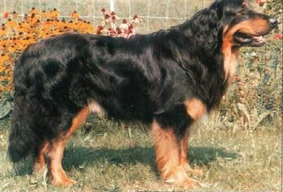 Aric aus St. Märgen