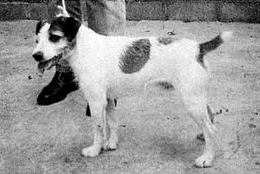 Adsett's George