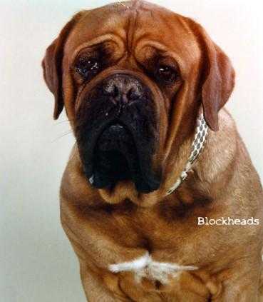 Kobus