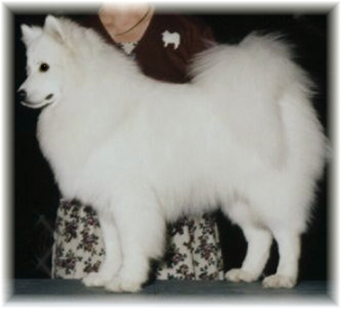 Pinebrook Nikolai Star Sparkle