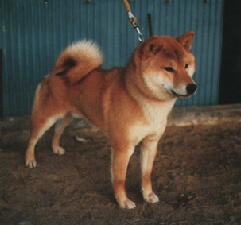 Beniryu of Yamanashi Andousou