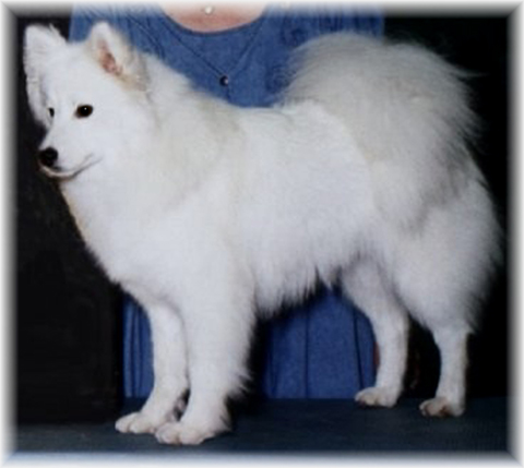 Pinebrook Nikolai's Snowbird