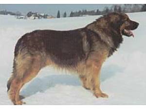 Elkan v. Welland