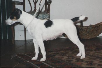 Rednock Contessa