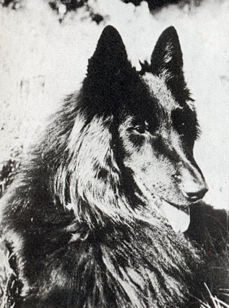Jerry de Iamara