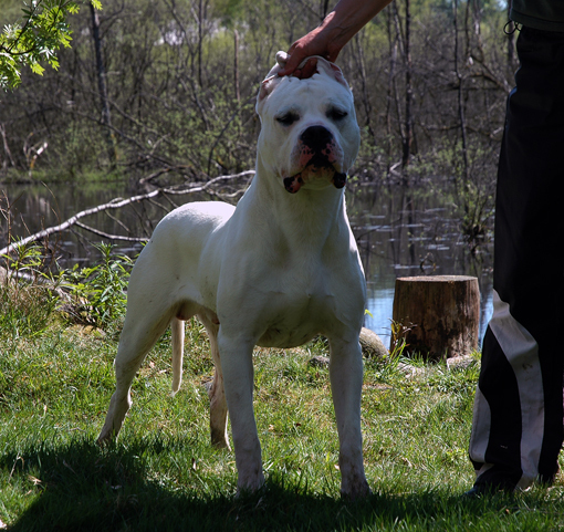 White Ghost's Dogo's Bernardo