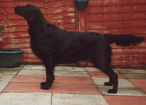 Branchalwood Benalisky