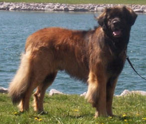 Heronview's Canadian Beau