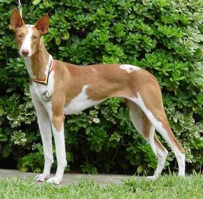 Serandida Shefaro's Calalily