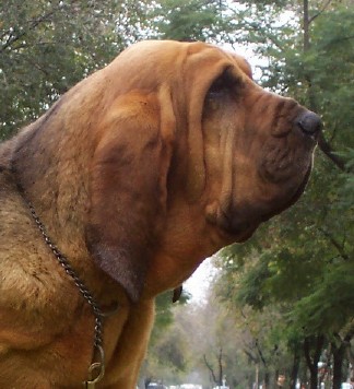 Urieta Des Echos Saint Hubert
