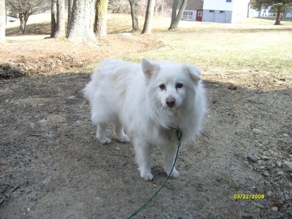 Petite Polar Bear
