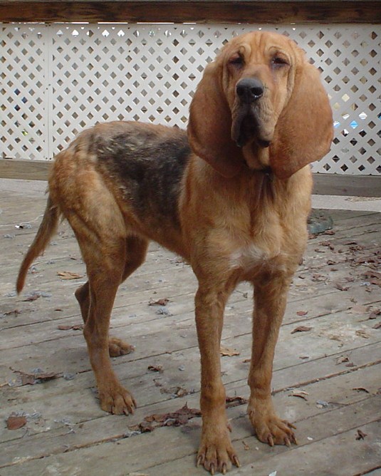 Molli (APR 810-275-3765)