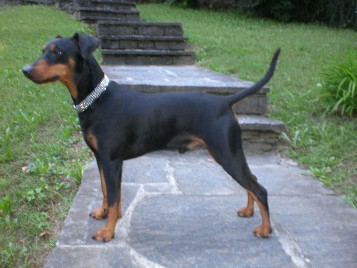 CATO vom Bergischen Land