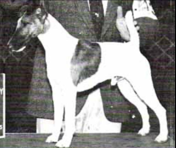 Foxmoor Double Double Chief