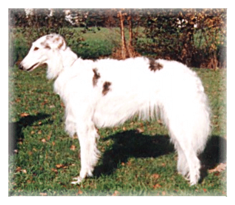 Gustopsowaya's Silver Shadow