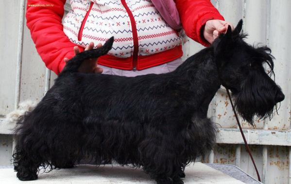 Zvezdnoe Show Cheriti to Monax