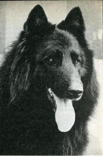 Paf de la Thudinie
