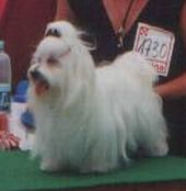 Troja's Rave Blanc-Bon Bel