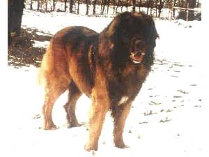 Argus v. Chrumelbach