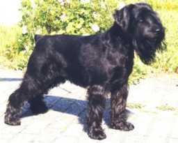 Coson's Attila