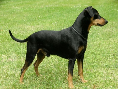 Duffyco's KASIM