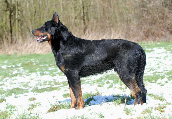 Udson du Murier de Sordeille