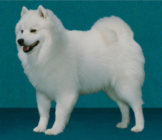 Pinebrook Walker's Sno Teddy