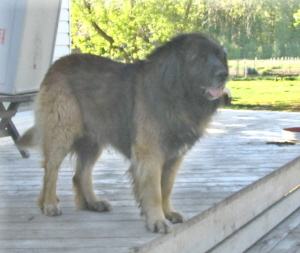 SterlingDen Bruin Lionshare