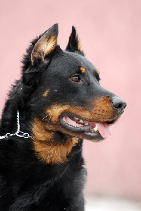 Boomer des Marais du Diable