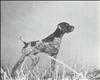 Moesgaard's Ruffy