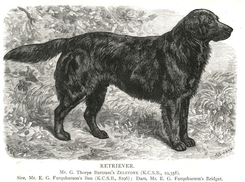 Zelstone [Mr. G. Thorpe Bartram's]
