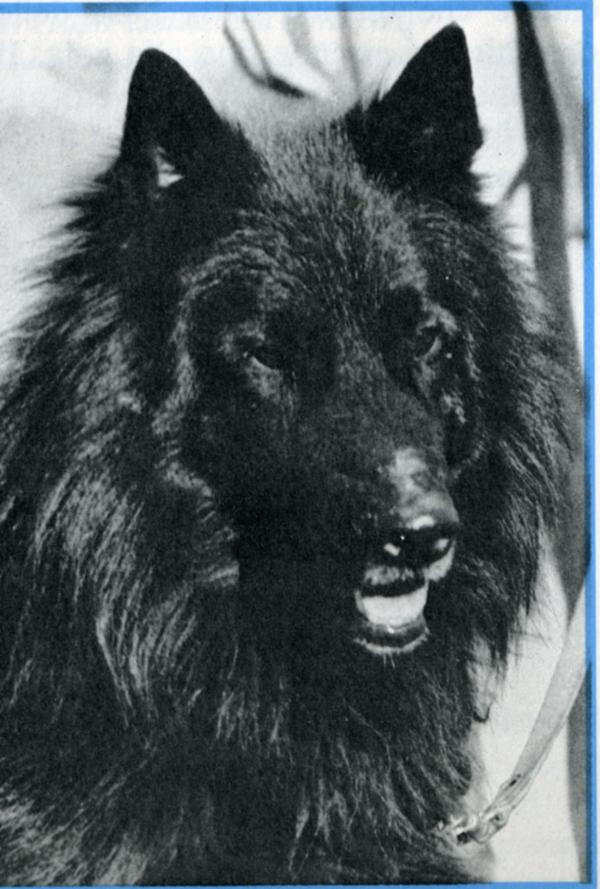 Wolf