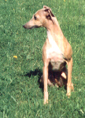 Dougcastle's Bouna-Sera