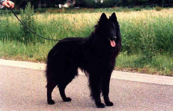 Buster-Jessie van Lana's Hof
