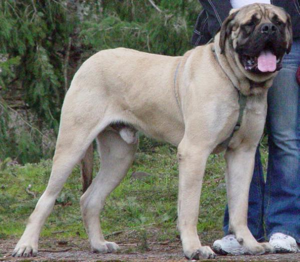 natoris louie