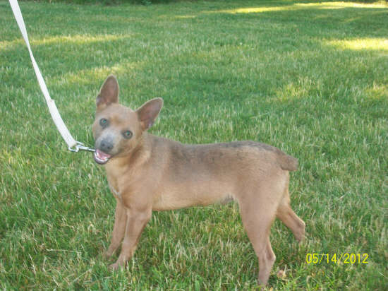 Green Acres' Royal Blu Cavlier Cadet