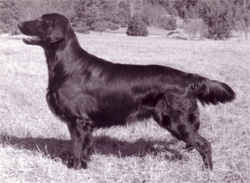 Belsud Black Taurus