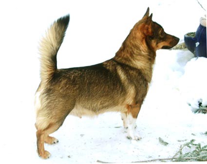 BRANDKLIPPAREN'S SMILLA