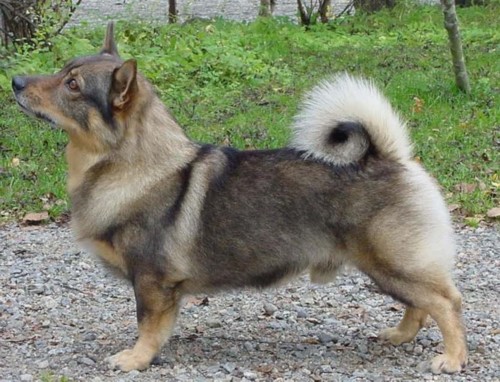 JERMU