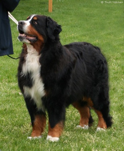Sennenhof Xander