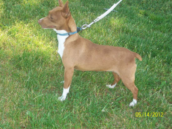 Green Acres' Chlt. Jewl Rebekah (AKC)