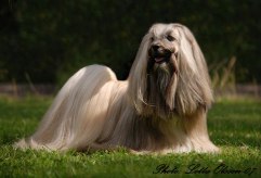 Whisborne Poseidon