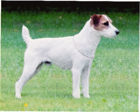 Howlbeck Izzy-Rite for Jagen