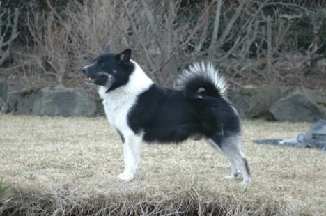 Þórdunu Séra Sómi
