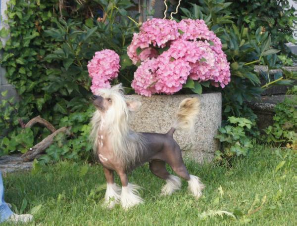 Royal Lily ze Zatopene Chajdy