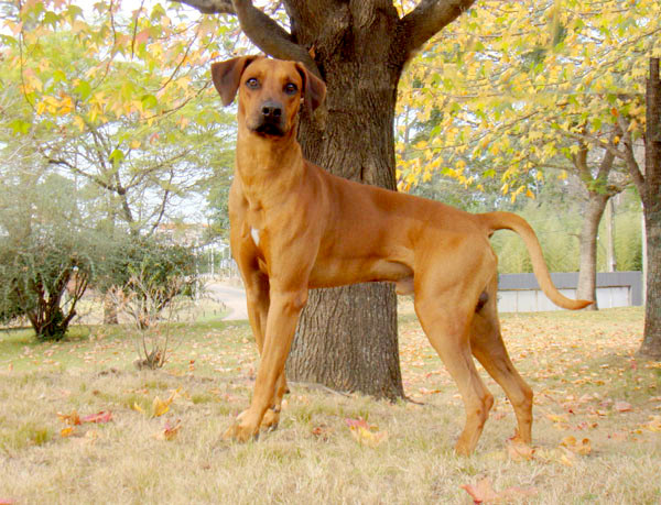 Din Sb Bulawayo Liondog