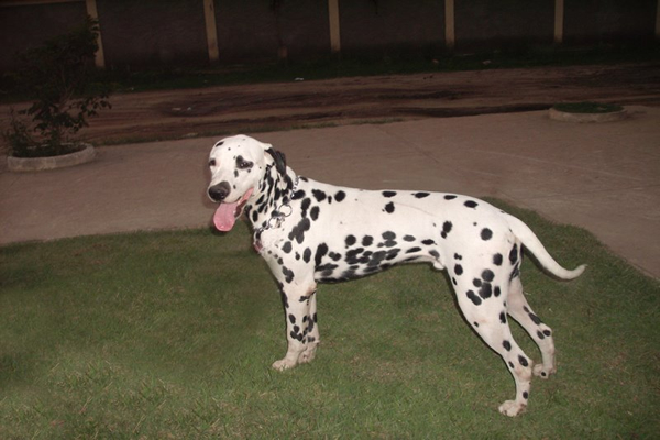 Arthon Allevamento Di Bensdorp